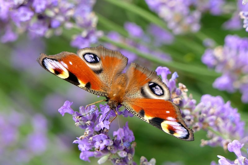 Butterfly Bush