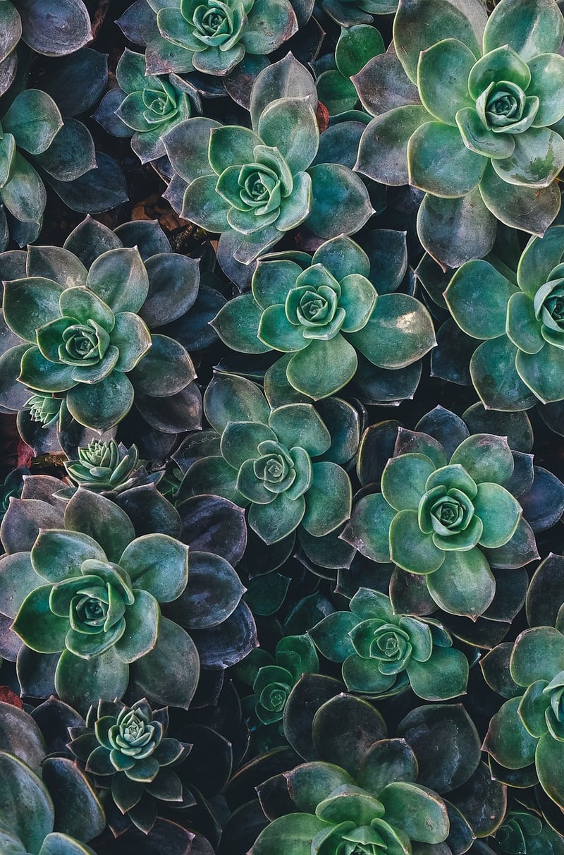 Miniature Plants